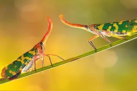 这些童年玩过的小动物，别说你没见过！图片