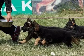 原创 德国VA伊利亚诺同胎 伊拉诺Irano 二只小公狗图片