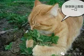 猫毒品之猫薄荷如何种植培育，猫奴们机会来了包你一学就会图片