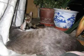 刚出生的小猫天生独眼，被猫妈抛弃，同伴嫌弃，最终收获坚强！图片