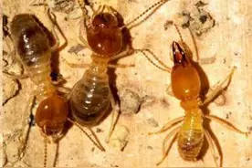 大白蚁和鸡枞菌共生图片