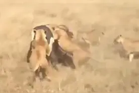 狮群捕杀野牛，快要成功之际，跑出来上千头牛，狮子吓得屁滚尿流图片