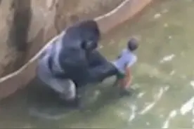 为救4岁男童濒危大猩猩被射杀，警方可能起诉男童父母图片