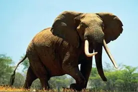 亚洲象与非洲象有什么区别图片