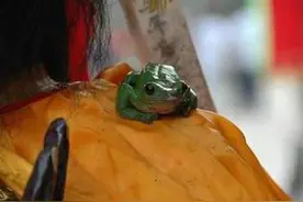 民间神话：青蛙神的传说，借巫说话严惩克扣自私！图片