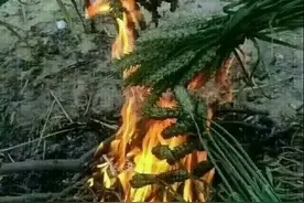 大山深处，烧麦子，野草莓，不是山里的孩子，一定没吃过的美味！图片
