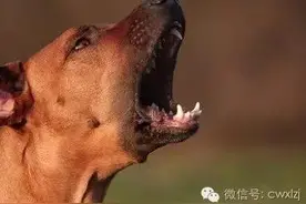 狗狗叫个不停怎么办？兽医教你怎么办图片