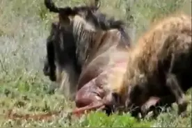 角马受伤，忽然来了两只鬣狗，第一时间就是掏肛活吃，看着都疼！图片