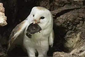 猫头鹰抓到肥硕老鼠正要享用时，接下来一幕让人捧腹大笑！图片