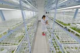 河北南和：产业化树莓育苗促农增收图片