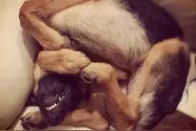 原创 你不知道的德牧生活，德牧说说图片