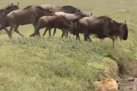 聪明狮子为捕杀角马，藏在这种地方，等角马发现时，已如此悲剧！图片