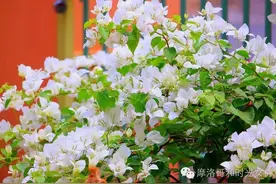 摩洛哥免签！对摩洛哥旅游或当地治安风俗有问题的，请看这里图片