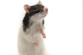 厕所看到老鼠吃翔，小学生入厕被吓退，猫就被迫下岗了图片