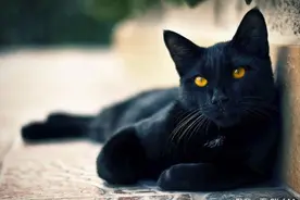 黑猫就是不吉利会带来厄运？他利用照片破除这无聊迷信！图片