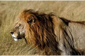 群狮捕杀草原野牛，一顿饱餐过后仅留下遗骨图片