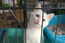 家里小猫被关笼子里，可没一会儿再看小猫居然不见了！图片