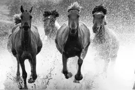 精彩大片 | 《万马奔腾看六月》摄影大赛获奖作品展示图片