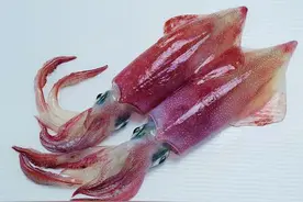 健康杀手-鱿鱼、虾几乎都是被甲醛泡发过的水产品。图片