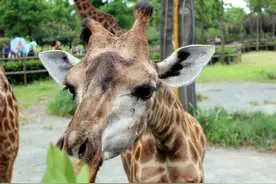 草原上优雅的长腿绅士：长颈鹿图片