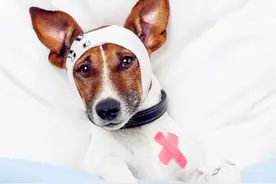 绝对别让狗狗吃这5样东西，会死的！最后一个最容易忽视！图片