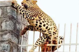 印度花豹飞跃而出，不料失足，惨遭铁栅栏刺穿大腿，惨状不忍看！图片