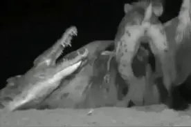 鳄鱼张开血盆大口，鬣狗扔淡定抢食，直到看到这场景，鬣狗才吓怕图片