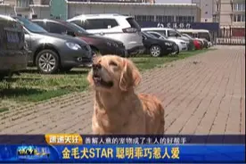 汪界小明星：三岁金毛 懂事又“环保”图片