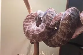 女子有幸撞见蟒蛇蜕皮全过程，可接下来的一幕却令人震惊！图片