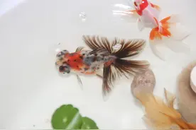 聊聊金鱼的那些事图片