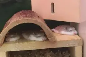 夏天到了，仓鼠宝宝都要注意些什么？图片