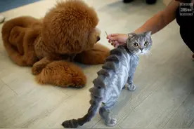 台湾这家宠物店，把狗狗猫咪玩得一愣一愣图片