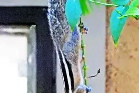 斯里兰卡旅行-度假村里的小松鼠图片