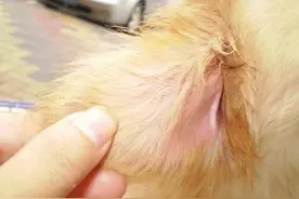 如何应对狗狗的耳朵疾病呢？图片