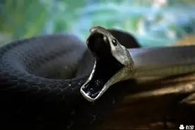 黑曼巴——全世界最致命的蛇，被咬伤者死亡率近乎100%！图片