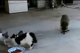 浣熊抢吃三只小猫猫粮，离开后又跑回来，它接下来的举动令人笑翻图片