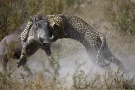 疣猪草原漫步却遭花豹突袭，结果却上演了真实版的狭路相逢勇者胜图片