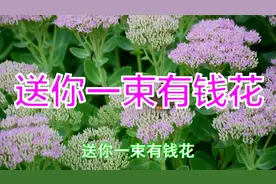 晚上好 送你一束有钱花 祝你吉祥如意 幸福美满，愿你天天有钱花视频封面