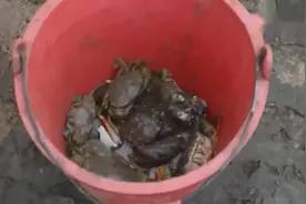 大闸蟹为什么这么贵？看完你就知道为什么了视频封面