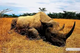 全球十大罕见动物图片