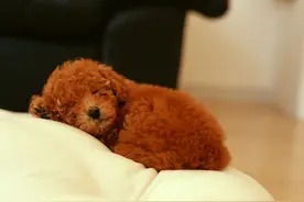 泰迪狗狗的牙齿多久才能换完呢？换牙期间需要注意什么呢？图片