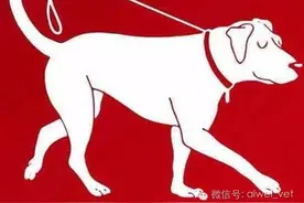 带狗狗外出不栓牵引绳的10大“恶果”请思量❗️图片