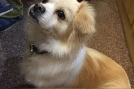 忠犬土豆物语图片