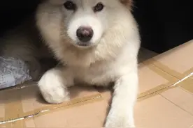 外面拿货回来尾箱一打开就跳进去不出来，要坐车要出去玩图片