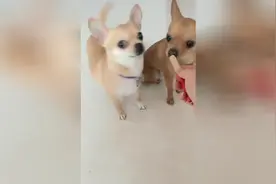 狗子被主人恶搞，吃火腿了好开心视频封面