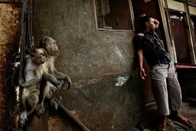 摄影师拍摄印尼街头卖艺乞讨小猴图片