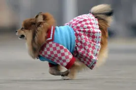 ​哪些宠物狗狗不适合穿衣服，有你家毛孩子吗图片