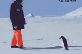 爆笑gif图：朋友，我只是一只企鹅。。。。企鹅图片