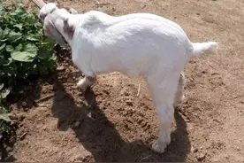 祥符有个“羊坚强”，天生三条腿成当地名羊！图片