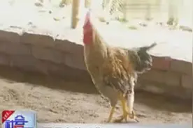 实拍长四只脚的大公鸡视频封面